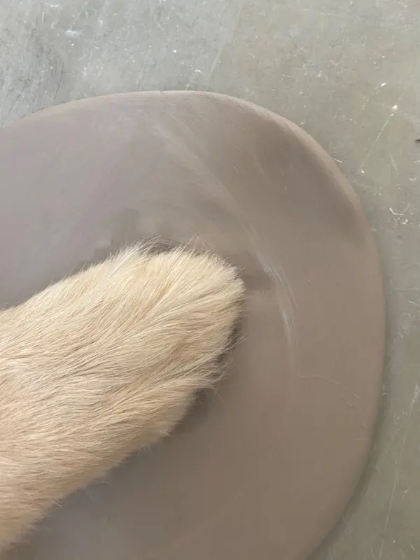 Close-up of a golden dog paw making a print in a smooth, wet beige clay platter.